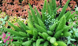 狐尾天门冬和天门冬区别 天门冬和狐尾天门冬的区别