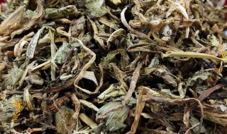 蒲公英茶的禁忌需要注意什么（蒲公英茶的禁忌需要注意什么呢）