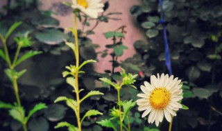 蜂室花种子的种植方法 蜂室花种子的种植方法视频