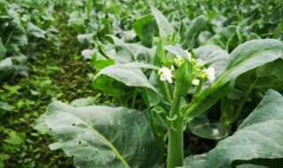 芥兰菜种植时间和方法（芹菜的种植方法和时间）