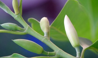 白兰花换盆注意事项 白兰花换盆注意事项 上肥