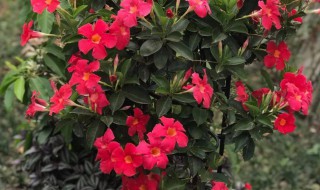 飘香藤冬天在外面能过冬吗（飘香藤可以过冬天吗）