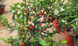 火棘怎么修剪（火棘怎么修剪才好看）