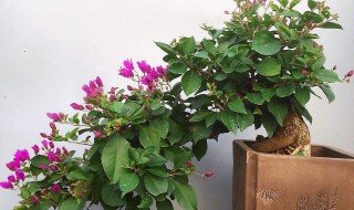 三角梅老桩不发芽怎么办（老桩三角梅不开花怎么办）