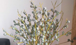 尤加利果水养后还能做干花吗 尤加利果做干花用不用先养几天