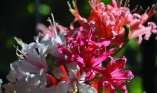 娜丽花的养殖方法和养殖注意事项 娜丽花的养殖方法和养殖注意事项图片