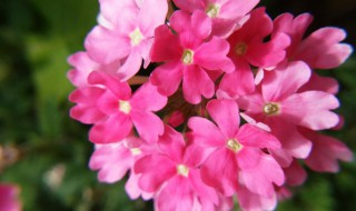 冬季播种有哪些草花 冬天播种的草花