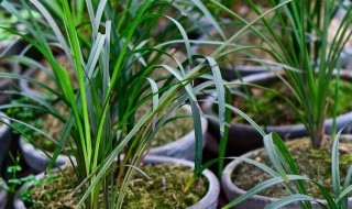 建兰在室内养注意什么 建兰的养殖方法和注意事项