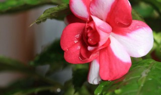 水梅花花苞打不开什么原因 水梅花不开花的原因