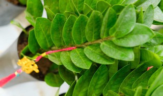 金钱树叶子有斑点是怎么回事 金钱树叶子起斑点怎么回事