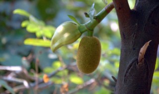 菠萝蜜怎么种植开花结果早（菠萝蜜种多久才能开花结果）