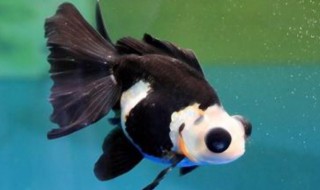 熊猫鱼怎么繁殖（熊猫鱼如何繁殖）