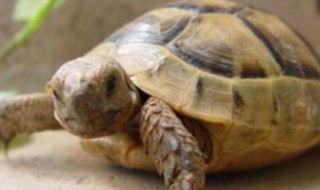 小龟苗第一年怎么过冬 小龟苗第一年怎么过冬呢