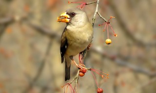 怎样人工繁殖蜡嘴雀（蜡嘴雀人工繁殖小鸟怎么喂）