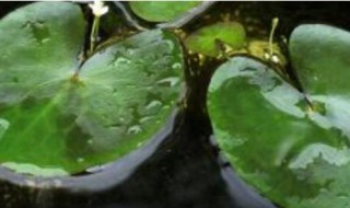 一叶莲只长叶不开花怎么回事 一叶莲只长叶不开花是什么原因