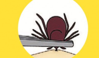 蜱虫怎么繁殖（蜱虫有什么危害）