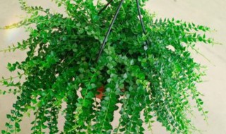 变色龙吊兰植物怎么养（变色龙吊兰植物怎么养活）