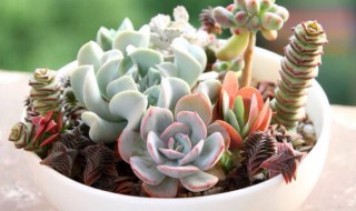 多肉要怎么养才养得好(多肉要怎么浇水)