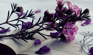 柔情似水的意思（柔情似水的意思是什么）