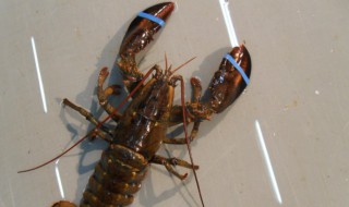 波士顿龙虾怎么养家里不会死 死了的波士顿龙虾可以冷藏多久