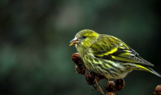 黄雀如何分年龄（黄雀越黄年龄越大吗）