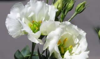 白色桔梗怎么在水里养 桔梗如何水养