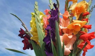 鲜切花剑兰怎么水养（剑兰切花 水养 高度）