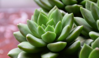 自制多肉暖棚怎么通风（多肉暖棚需要通风吗）