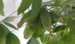 幸福树叶尖发黑怎么回事(幸福树叶尖发黑是怎么回事)