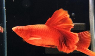 红箭高鳍怎么养不得病（高鳍红箭为什么不好养）