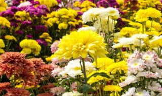 菊花花苞黑了怎么回事 菊花花苞黑了怎么回事儿