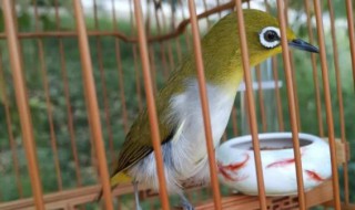 绣眼鸟在家怎么遛 绣眼鸟在家怎么遛盖笼衣么