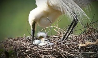 白鹭的窝是怎么搭的 白鹭的窝是用什么搭成的