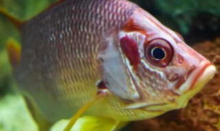 鱼死完了怎么重新开缸（重新开缸,缸里的鱼怎么办）