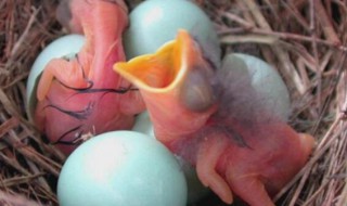 怎么判断鸟死在蛋里面了（怎样判断鸟蛋是否活着）