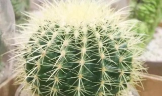 怎么才能把霸王球养大 怎么才能把霸王球养大起来