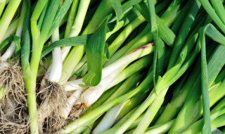 蒜苗怎么剪才能继续长出来 蒜苗怎么剪还可以再长