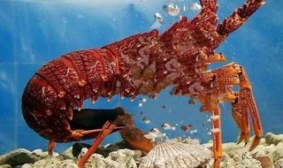 大龙虾在海底怎么游动（大龙虾是怎么在海底活动的）
