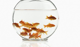 奄奄一息的鱼怎么救活 鱼侧身躺但鳃在动怎么办