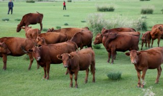 山水牛怎样人工养殖 山水牛能养殖吗