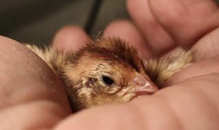 小鹌鹑怎么养不会死(小鹌鹑能养活吗)