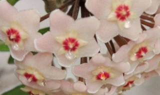 怎么给球兰搭架子好看 怎么给球兰搭架子好看呢