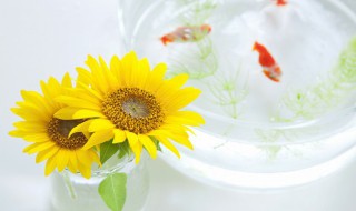 向日葵没有太阳会怎样?- 向日葵没有太阳会怎样谜语