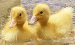 怎么养小鸭子不会死掉(为什么养小鸭子老是死)