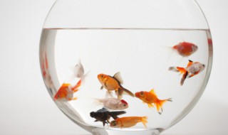 小鱼怎么养才不容易死（什么小鱼好养不容易死）