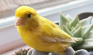 怎么让玉鸟公快速起旺 玉鸟如何提旺