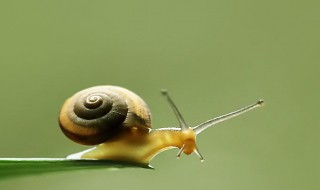 怎么让蜗牛很快出壳（怎么让蜗牛很快出壳视频）
