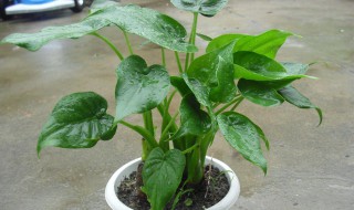 滴水观音种子怎样才算成熟（滴水观音开花会结种子吗）