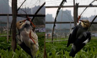 菜园如何防止被鸟吃（菜园如何防止被鸟吃掉的方法）