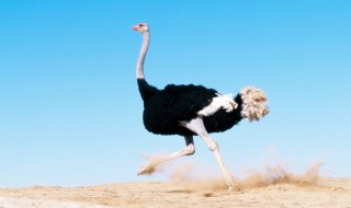 鸵鸟蛋怎么孵化（星露谷鸵鸟蛋怎么孵化）